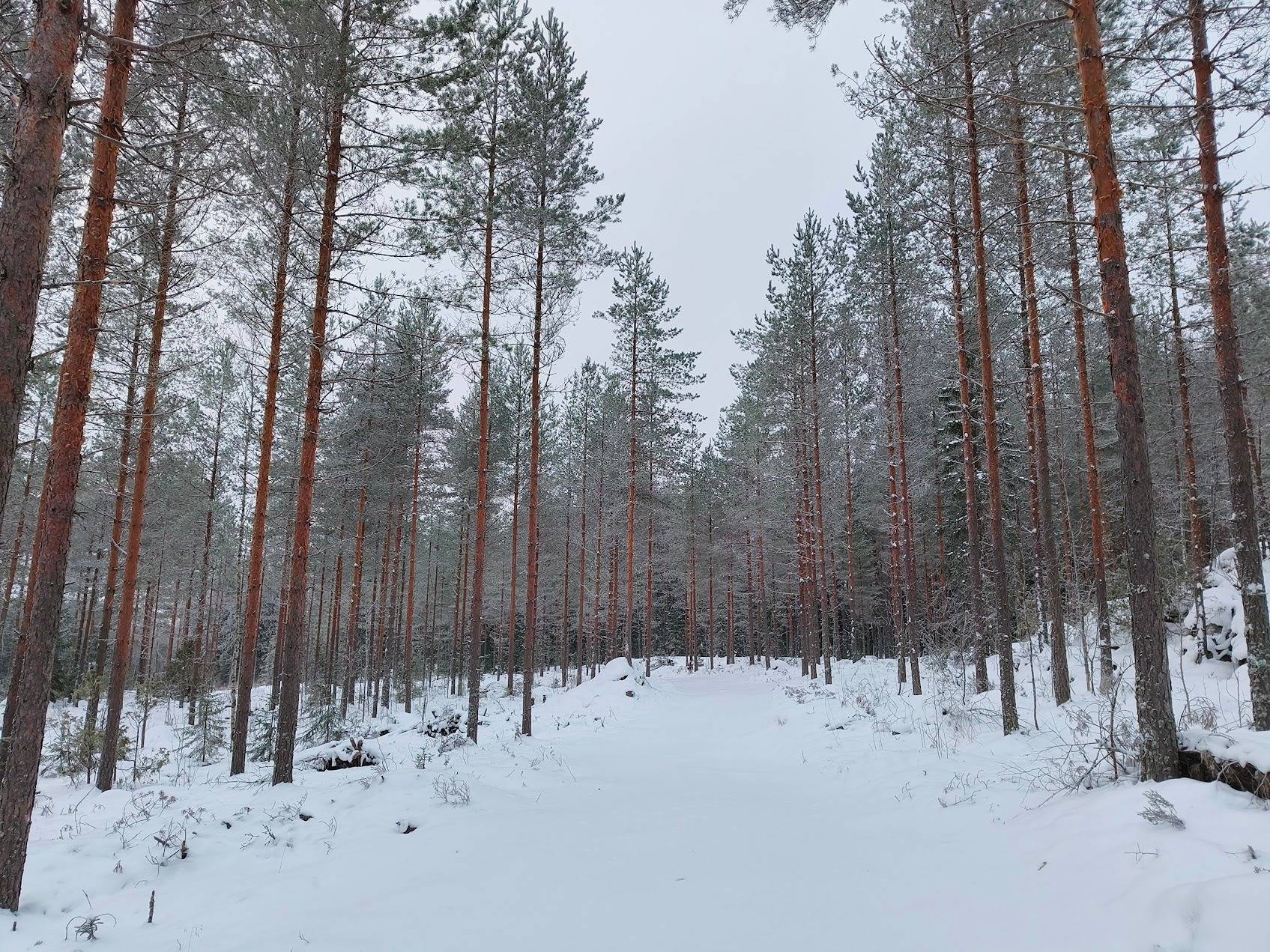 Louhikko 75-431-1-243 1