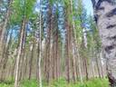 Kinnula Hiekka-Aho metsätila NURMIAHO 15:14 11 ha 1