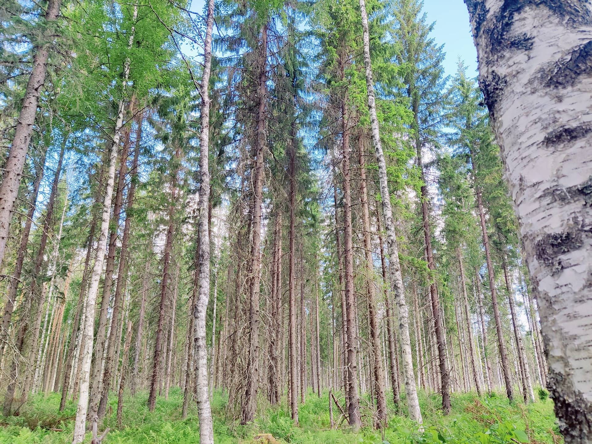 Kinnula Hiekka-Aho metsätila NURMIAHO 15:14 11 ha 1
