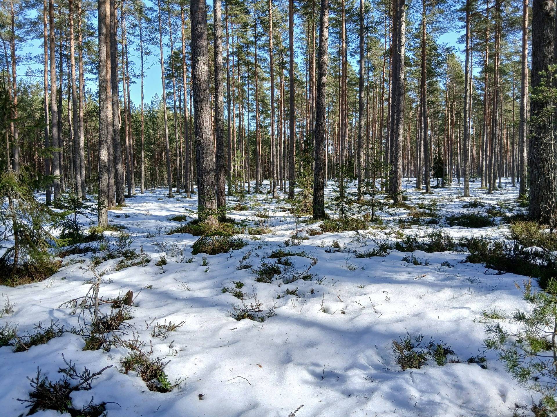 Santalahti 624-406-3-116 ja Palo 624-406-2-32 1