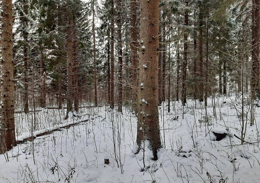 Jäänmaa 22:5 (420-413-22-5) ja Viholansaari 7:19 (420-441-7-19) 1