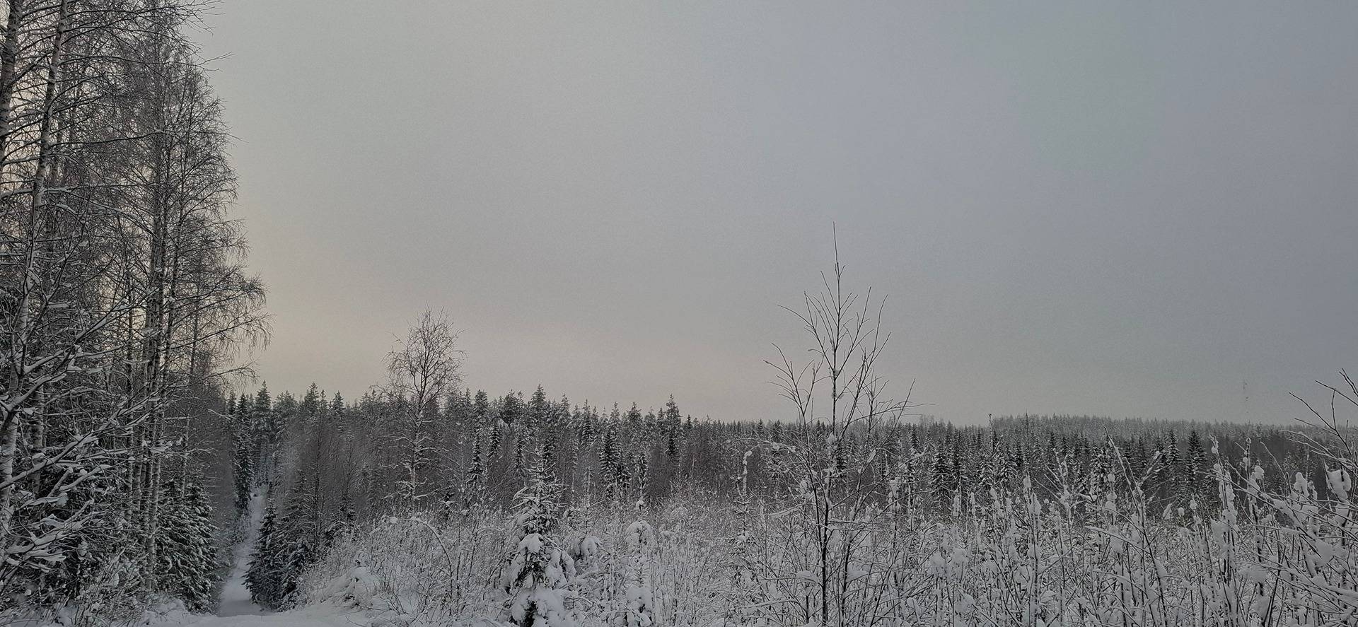 541-420-19-0 JUUTISENMÄKI, Yöttäjä 1