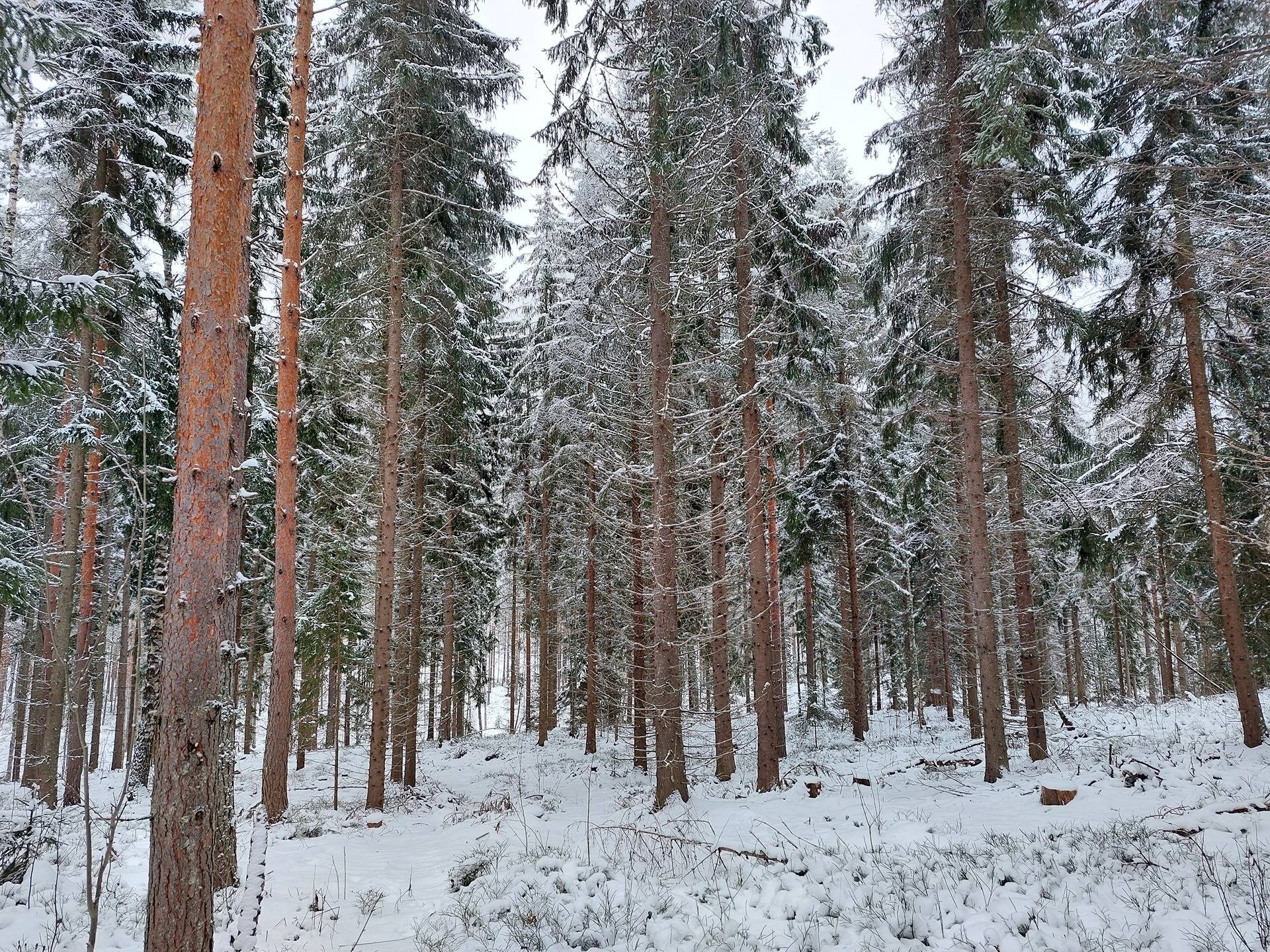 Kurkisuo 405-536-7-118, määräala ja Toukola 405-536-4-36 1