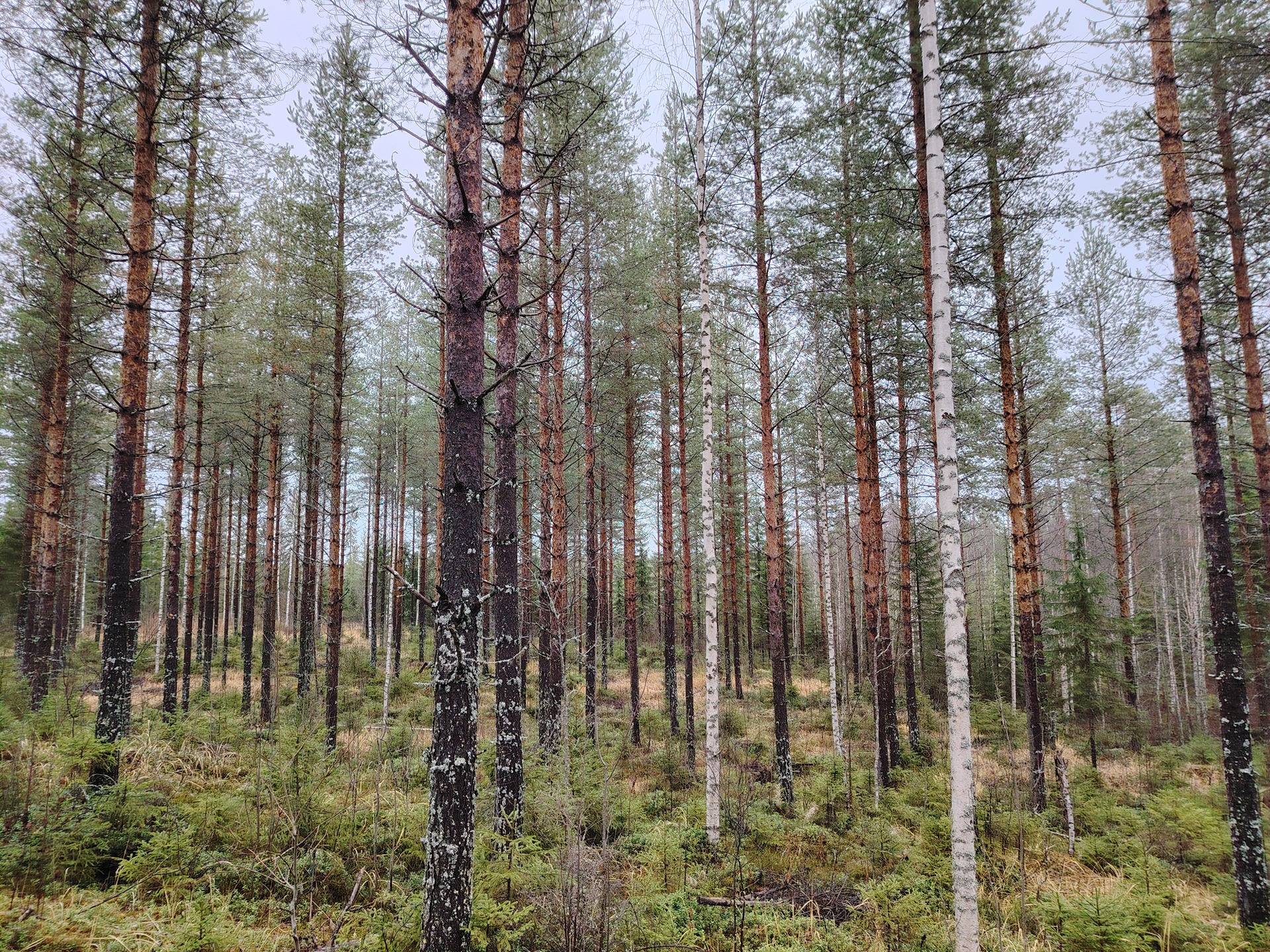 LEHTOPURO 146-405-2-3, Ilaja 1