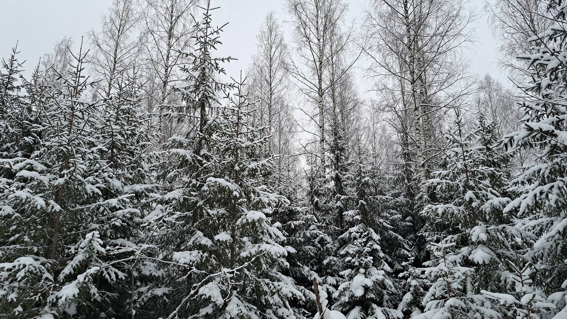 Jauhoniemi 681-430-11-12 määräala 1