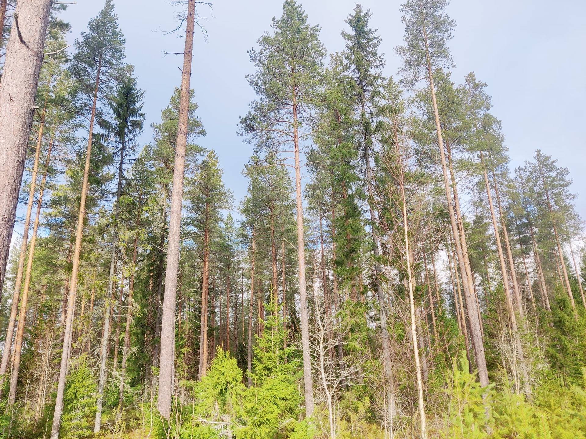 Kannus Särkioja metsätila Heikkilä 14:9 51,15 ha 1
