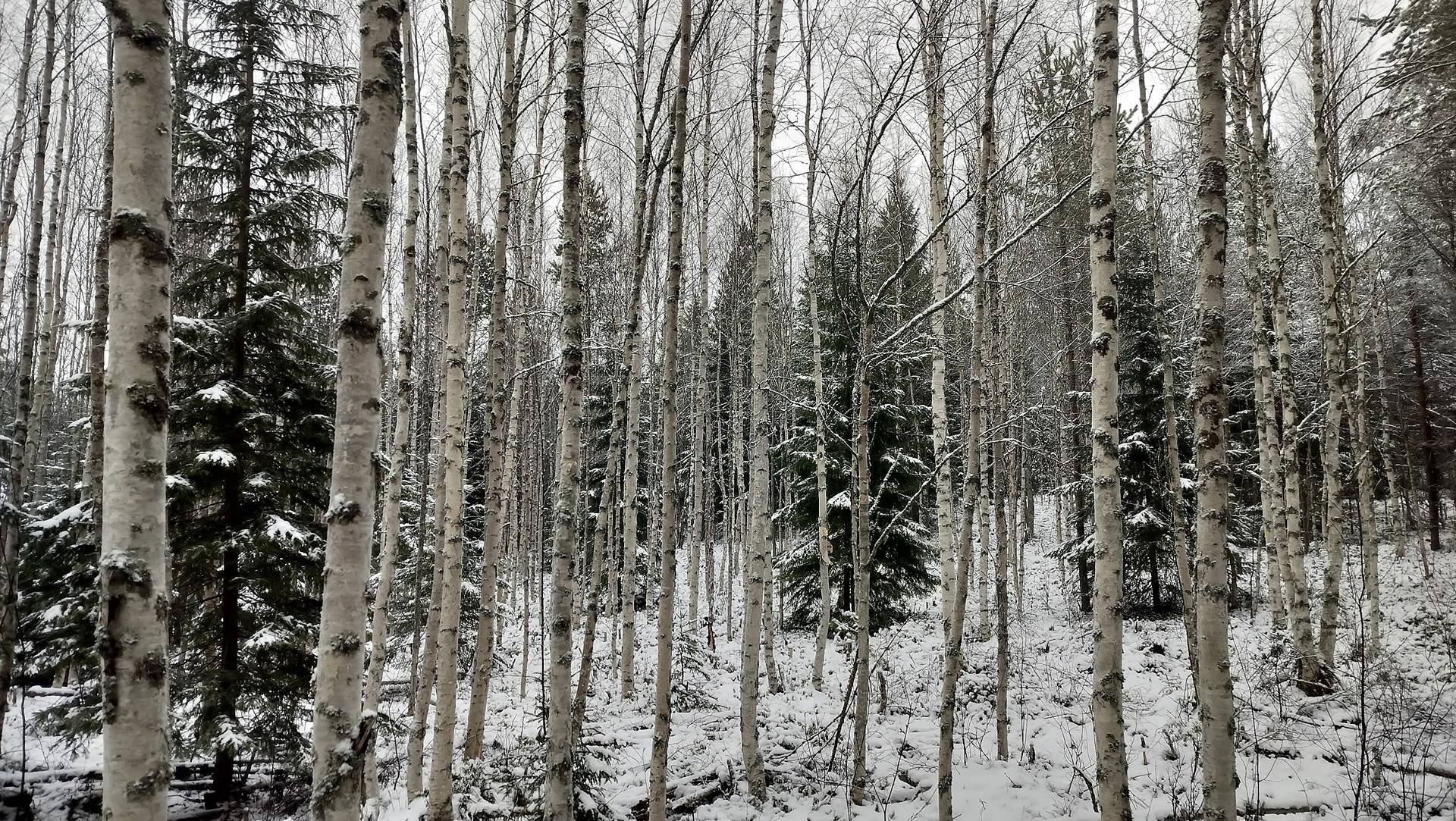 Navettakangas 678-412-2-83 1