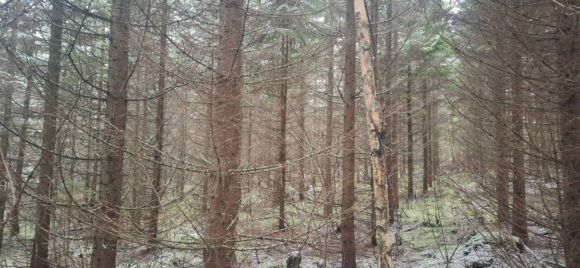 607-414-55-21 HOMALA, Kuorevaara 1