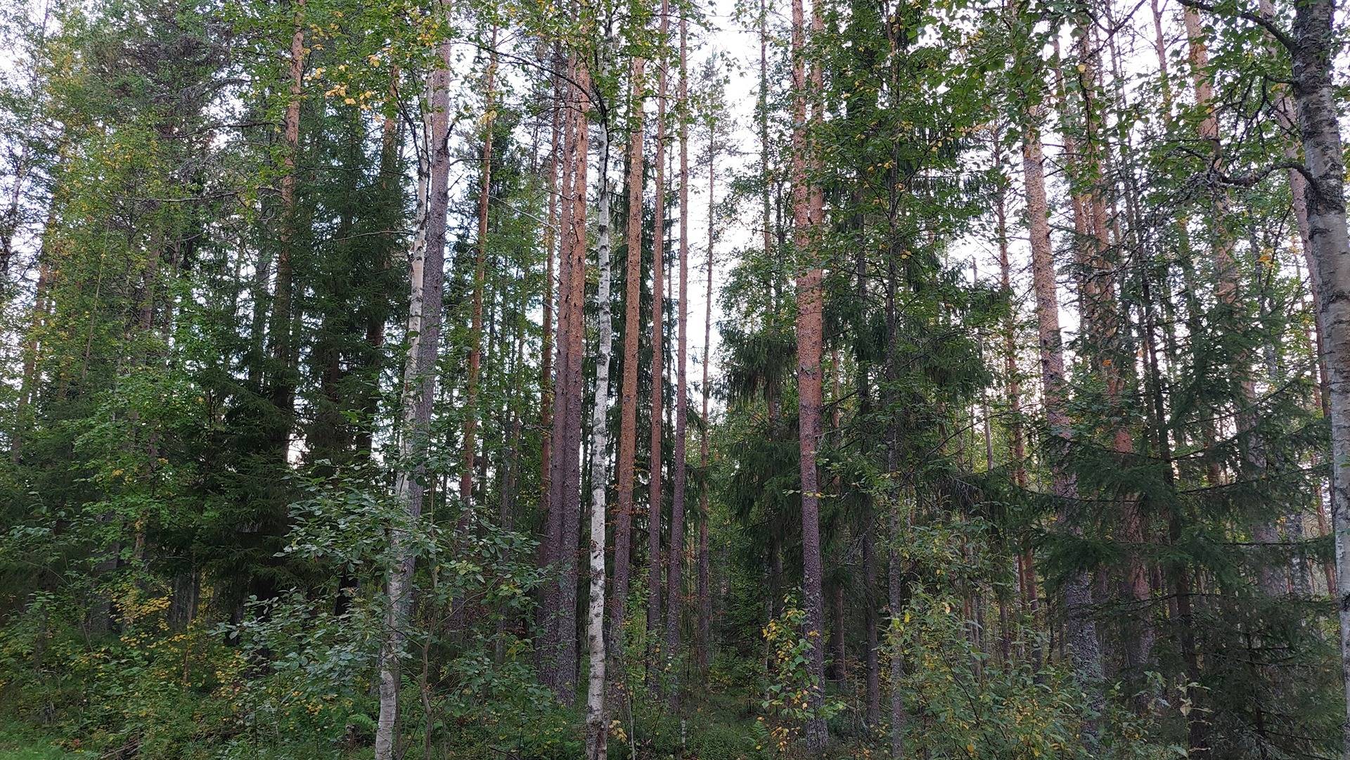 564-420-33-6 Ylikiimingissä Vepsällä 1