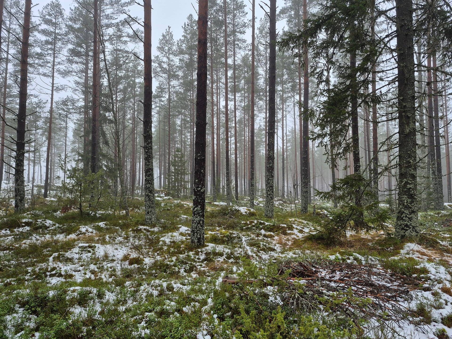 Metsätila Kankaanpäässä, Pösö 1
