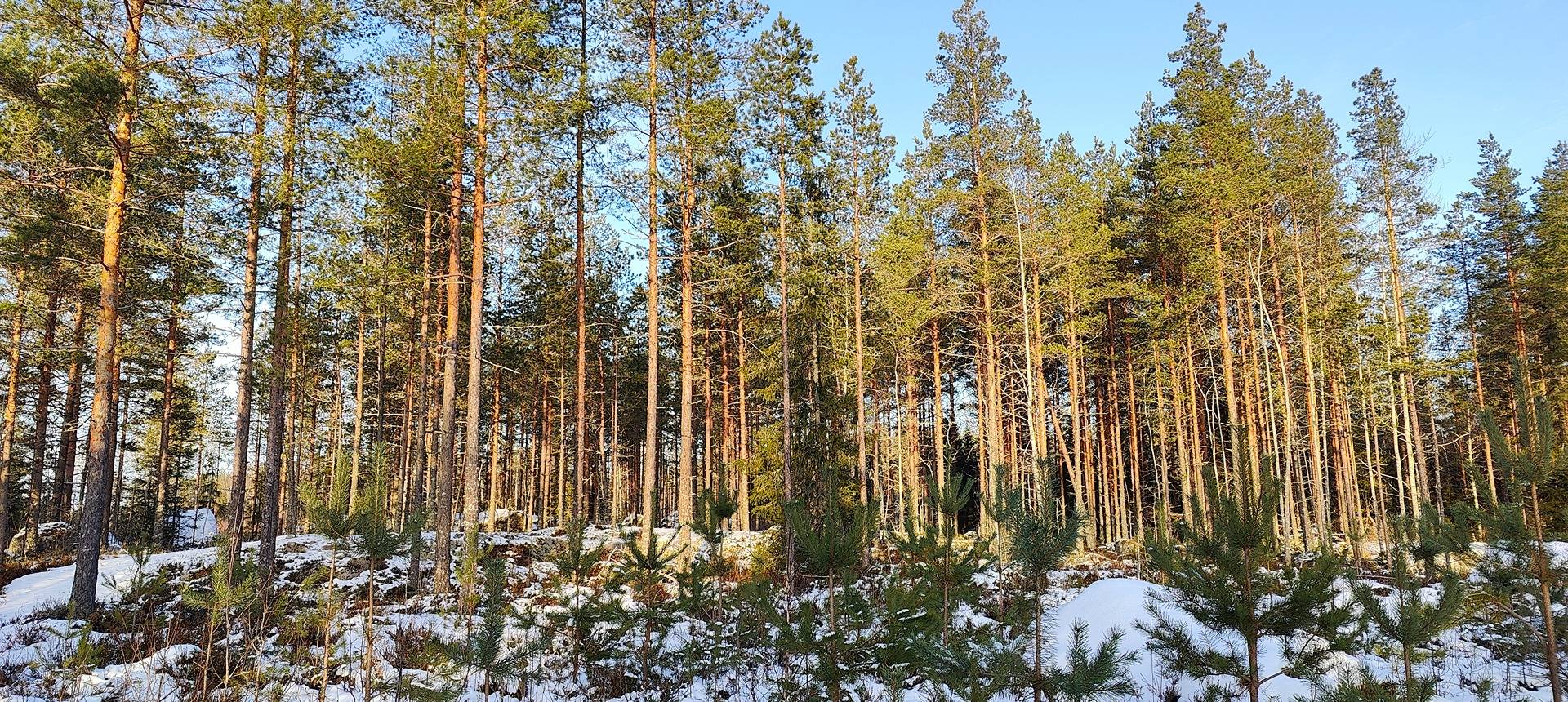 Metsätila Kankaanpäässä, Pösö 1