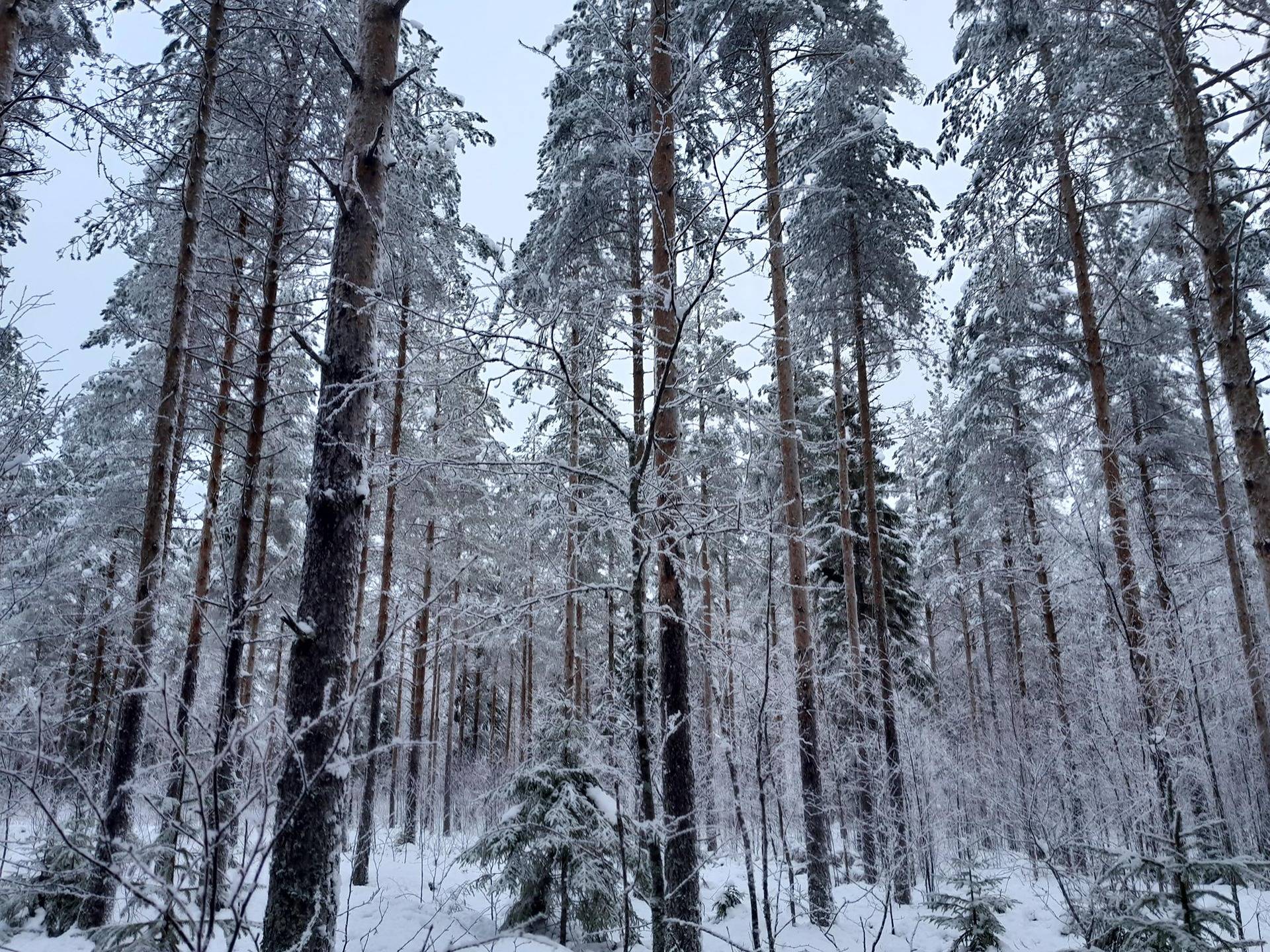 Metsäranta 495-404-5-26 ja Metsäranta II 495-404-5-18 1