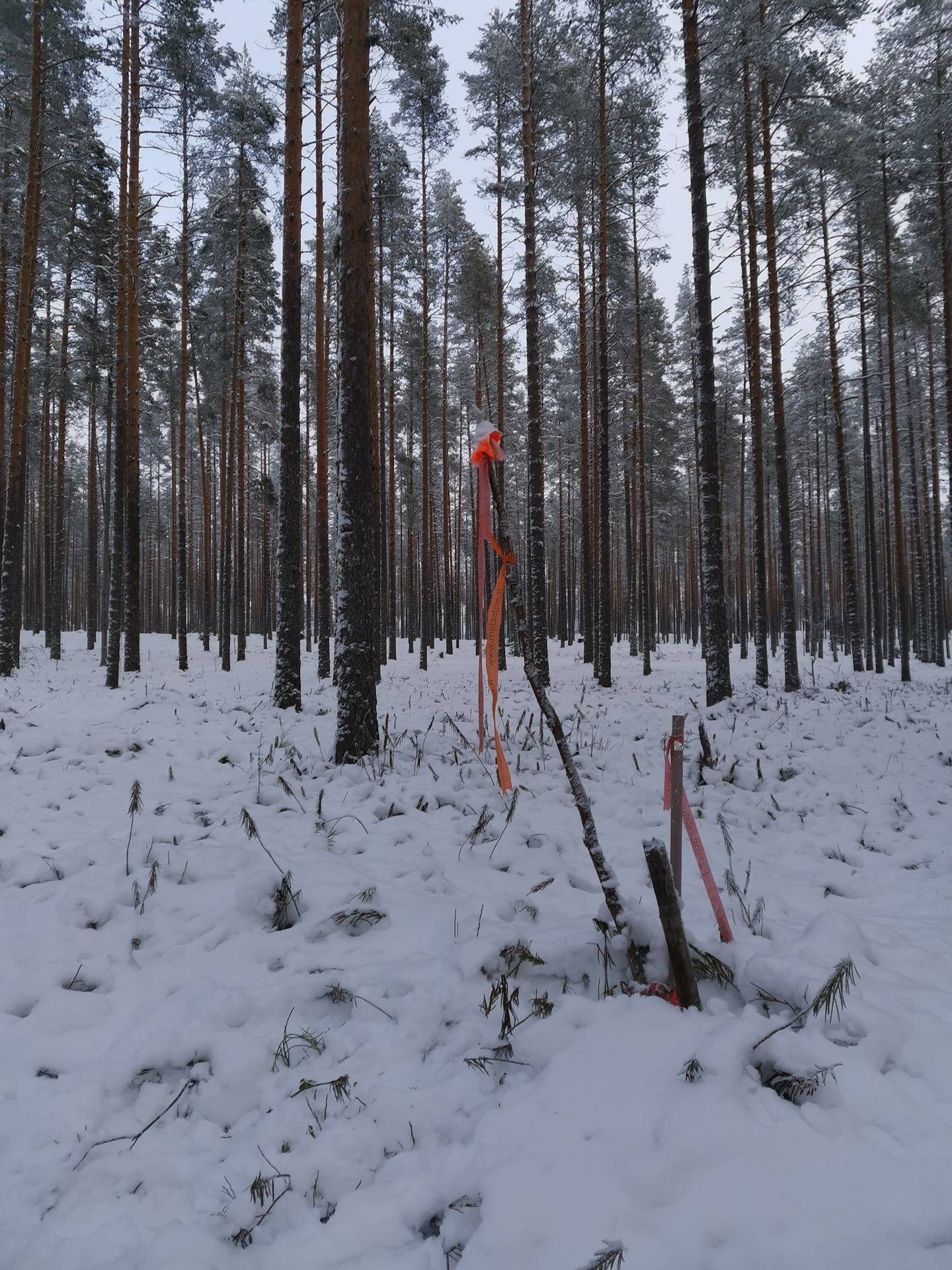 SILMUKKA 422-418-22-2, Nurmijärvi 1