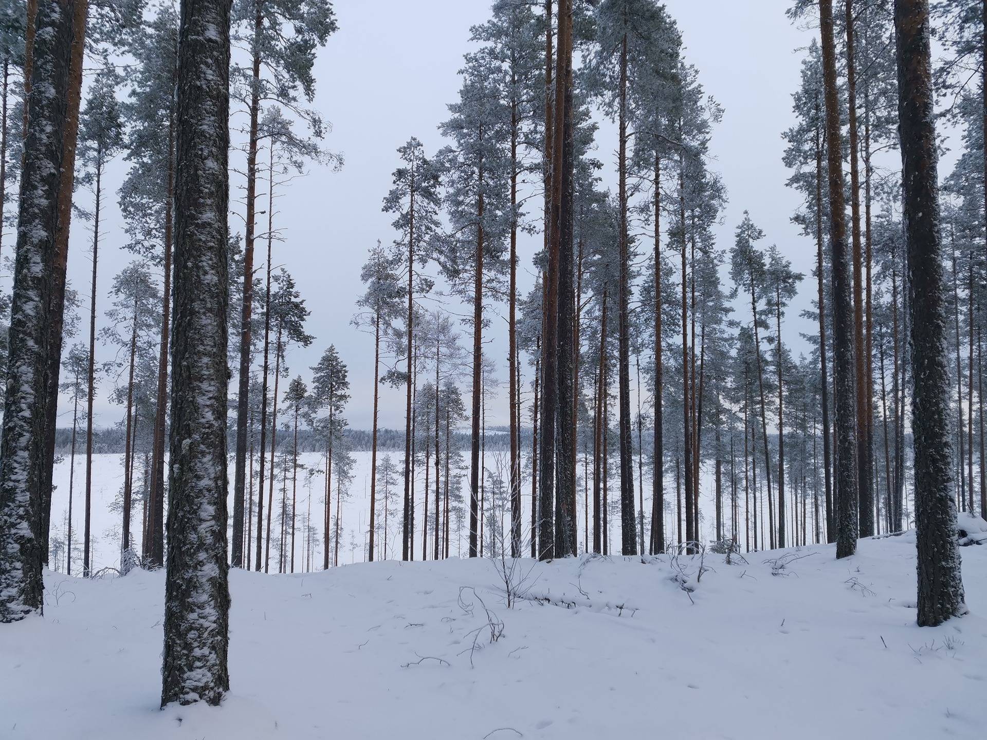 SOPUKKA 422-418-22-3, Nurmijärvi 1