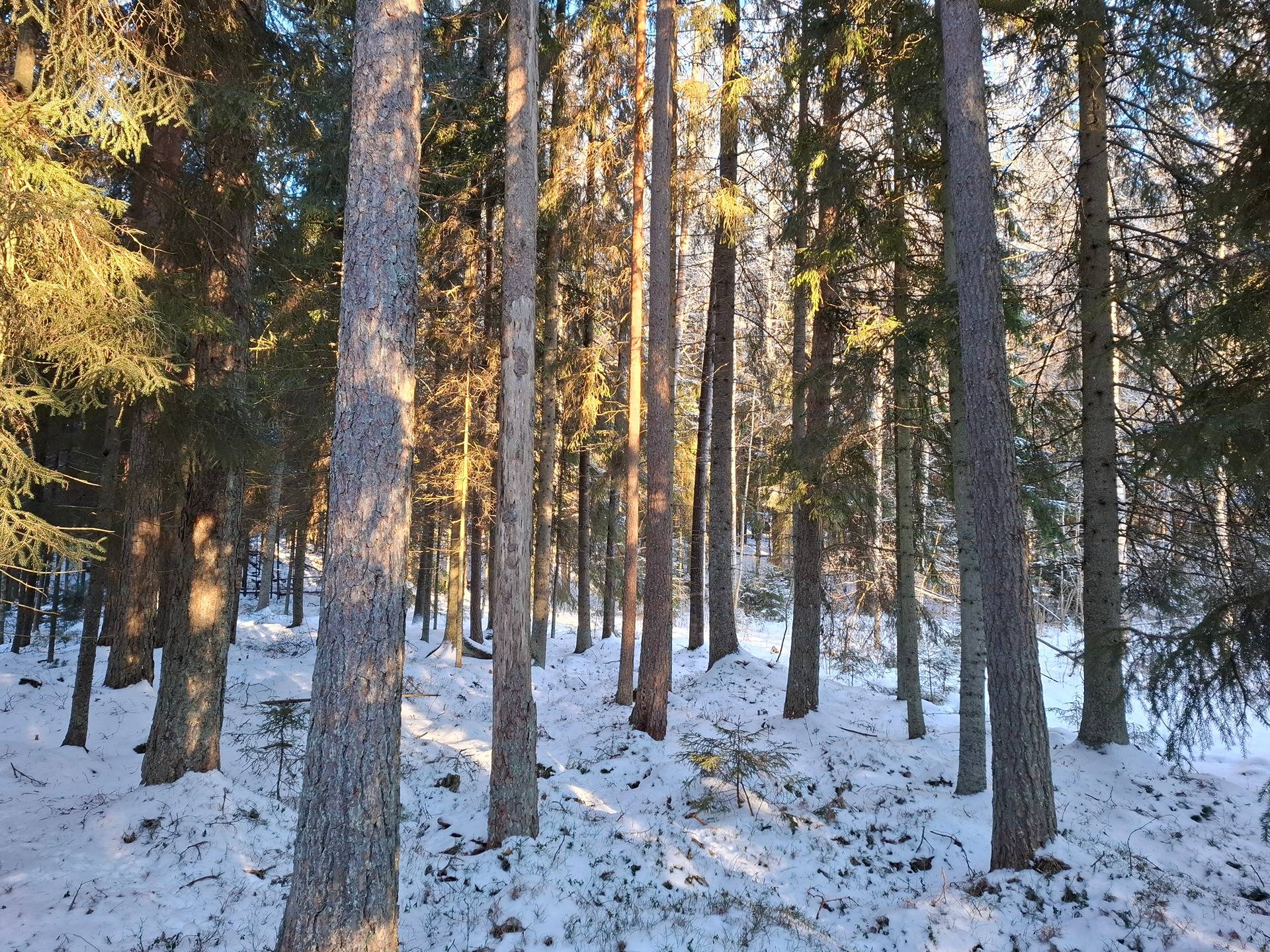 Rajala 790-455-2-18 1