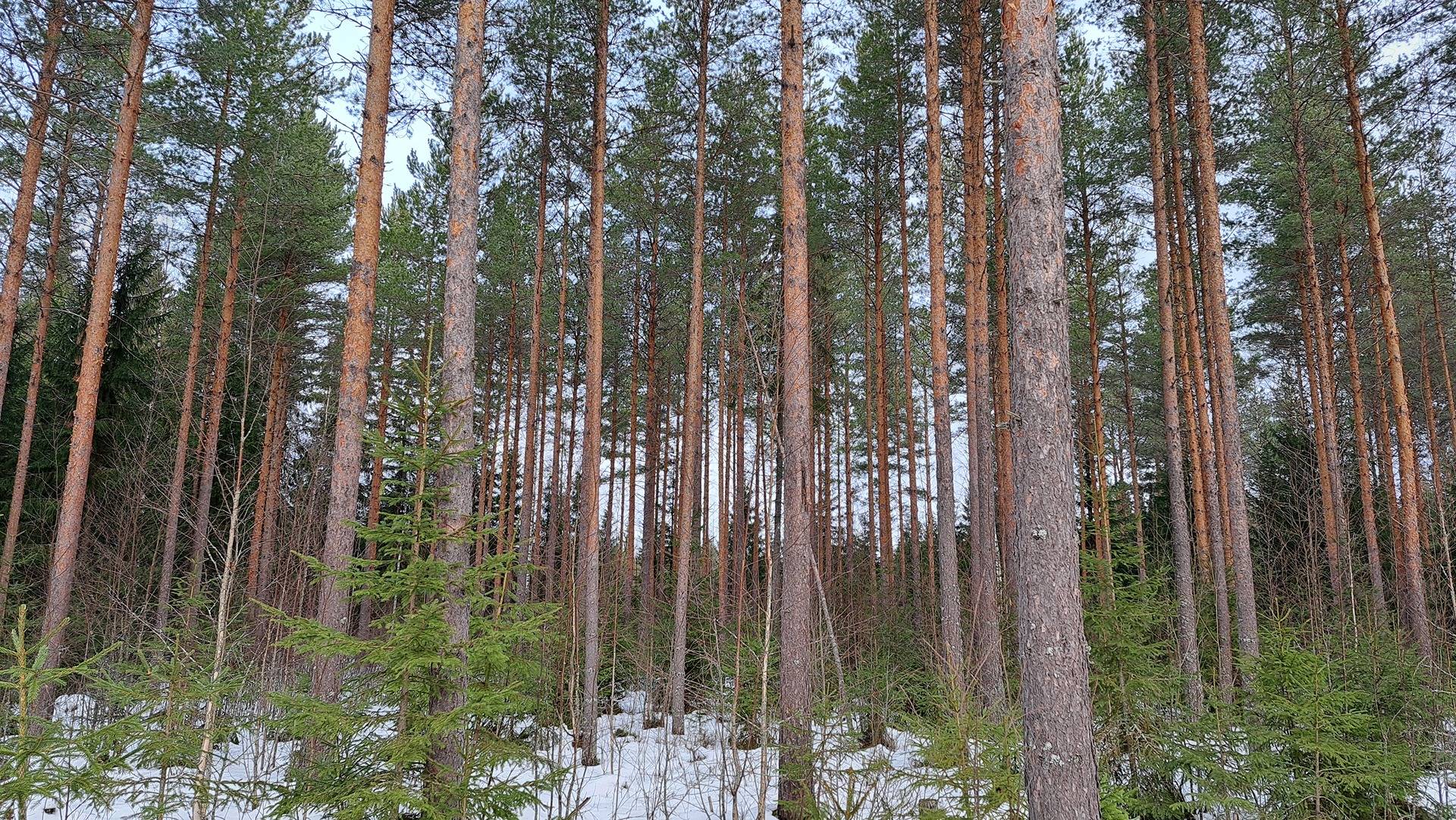 Jokiranta II 681-417-12-4 1