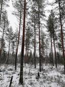 Säikkä 625-403-4-69 1