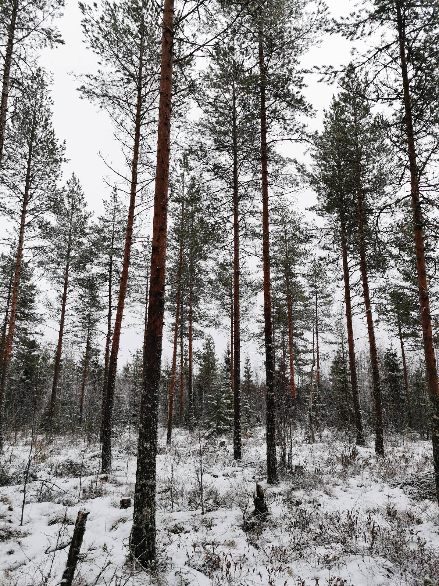 Säikkä 625-403-4-69 1