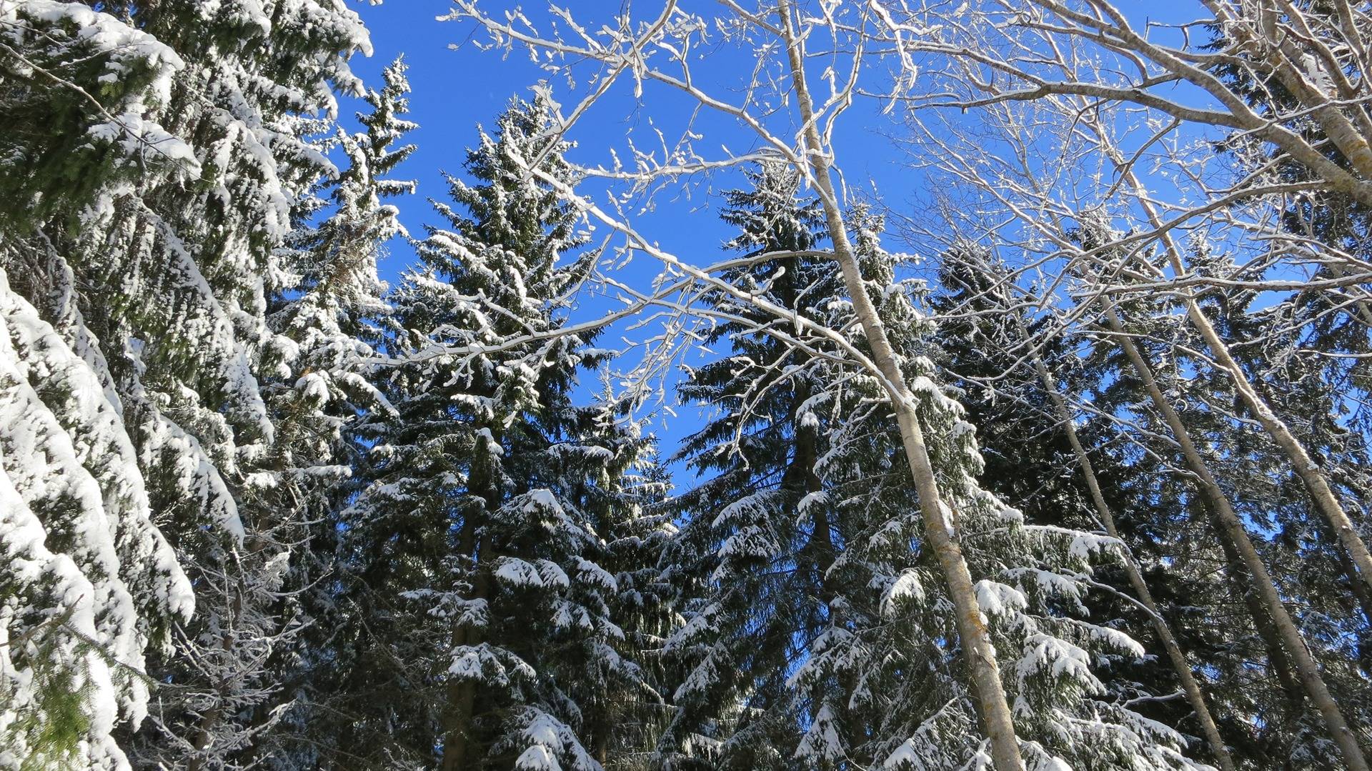 Männikkö 11:17, Sundby 1