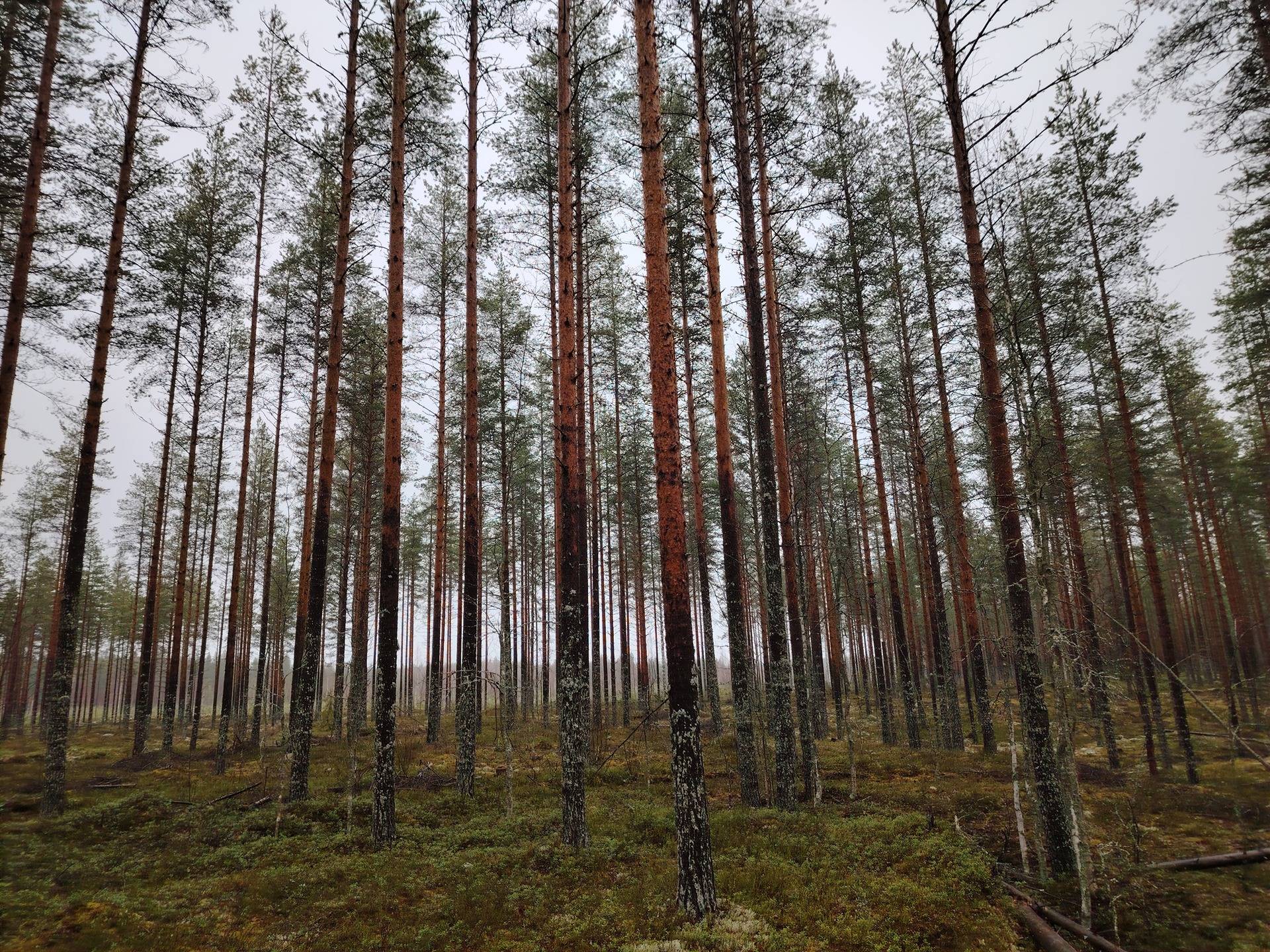 KAUKOLA 146-403-9-36, Huhus 1