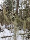 Nordvall 7:71, Pensala 1