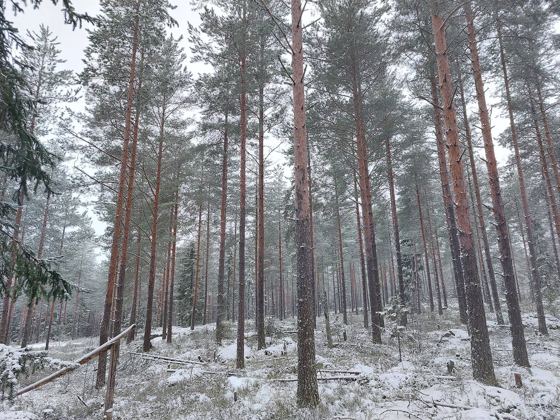 Sysmäki 405-406-7-14, määräala 1