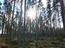 Metsätila Siikaisissa, Salonius 1