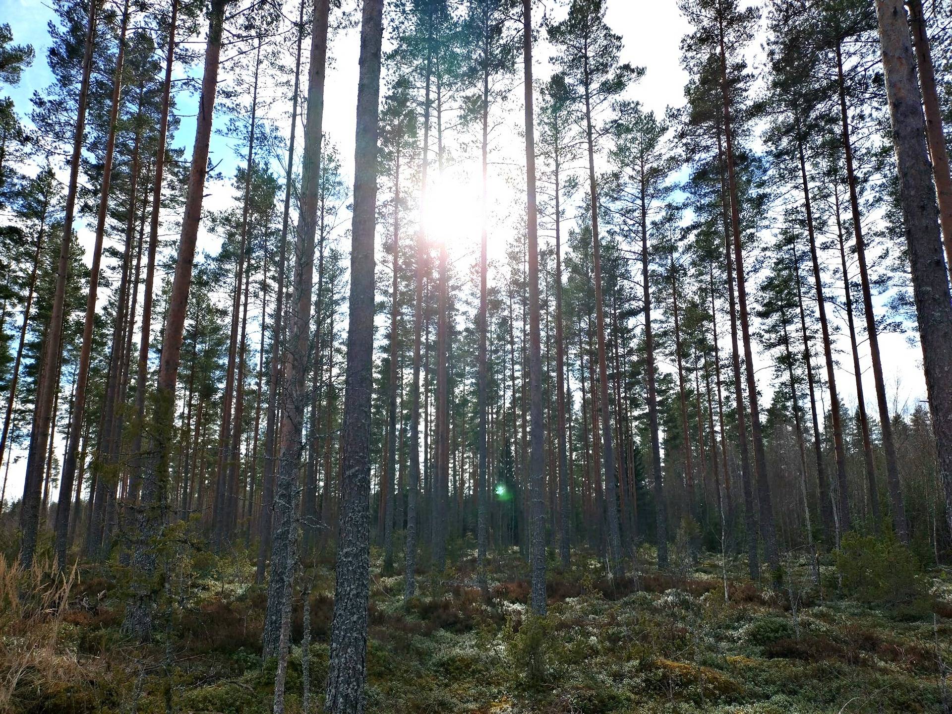 Metsätila Siikaisissa, Salonius 1