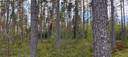 Metsätila Siikaisissa, Salonius 1