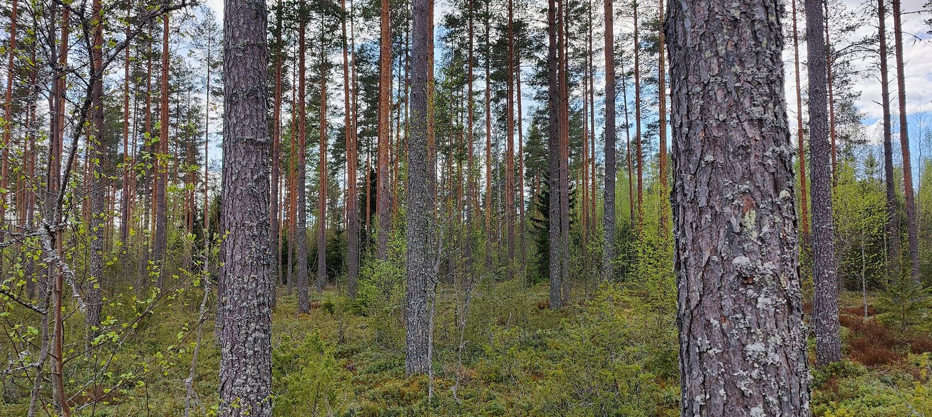 Metsätila Siikaisissa, Salonius 1