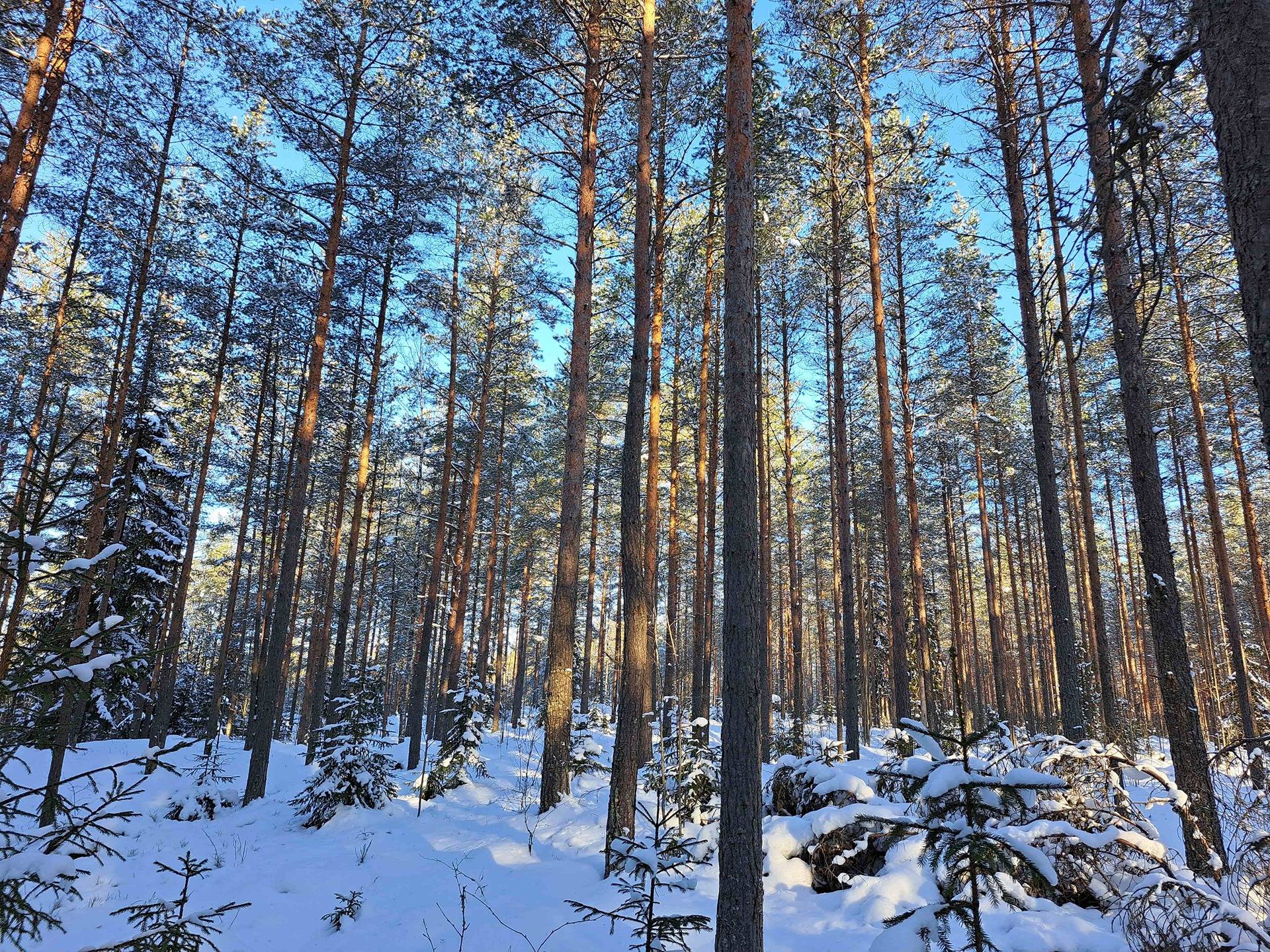 Tynkätalo 286-420-4-37 1