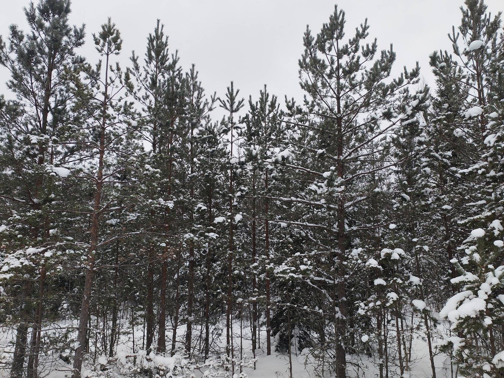 Harjula 75-420-2-151 1