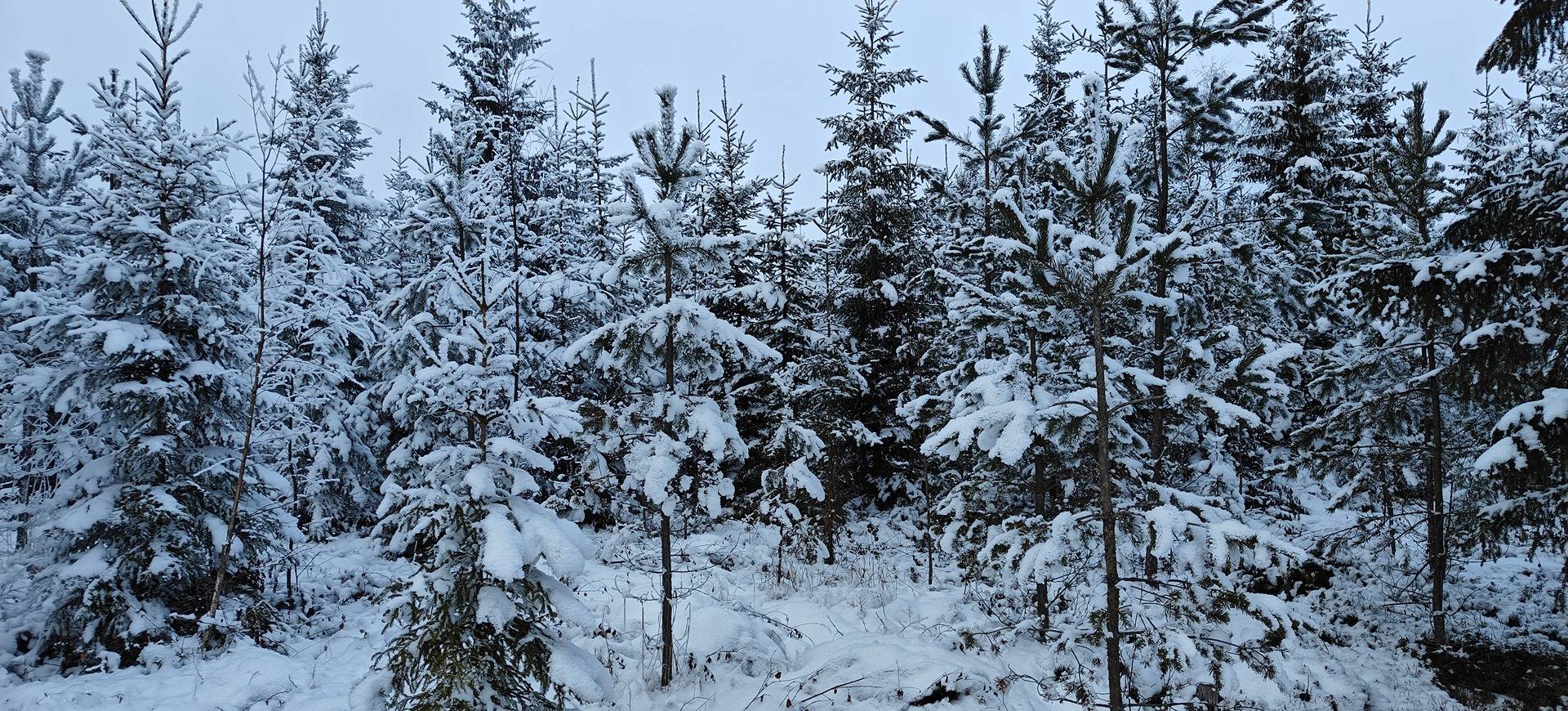 Alajärvi, LAITA-AHO 5-414-11-118 1