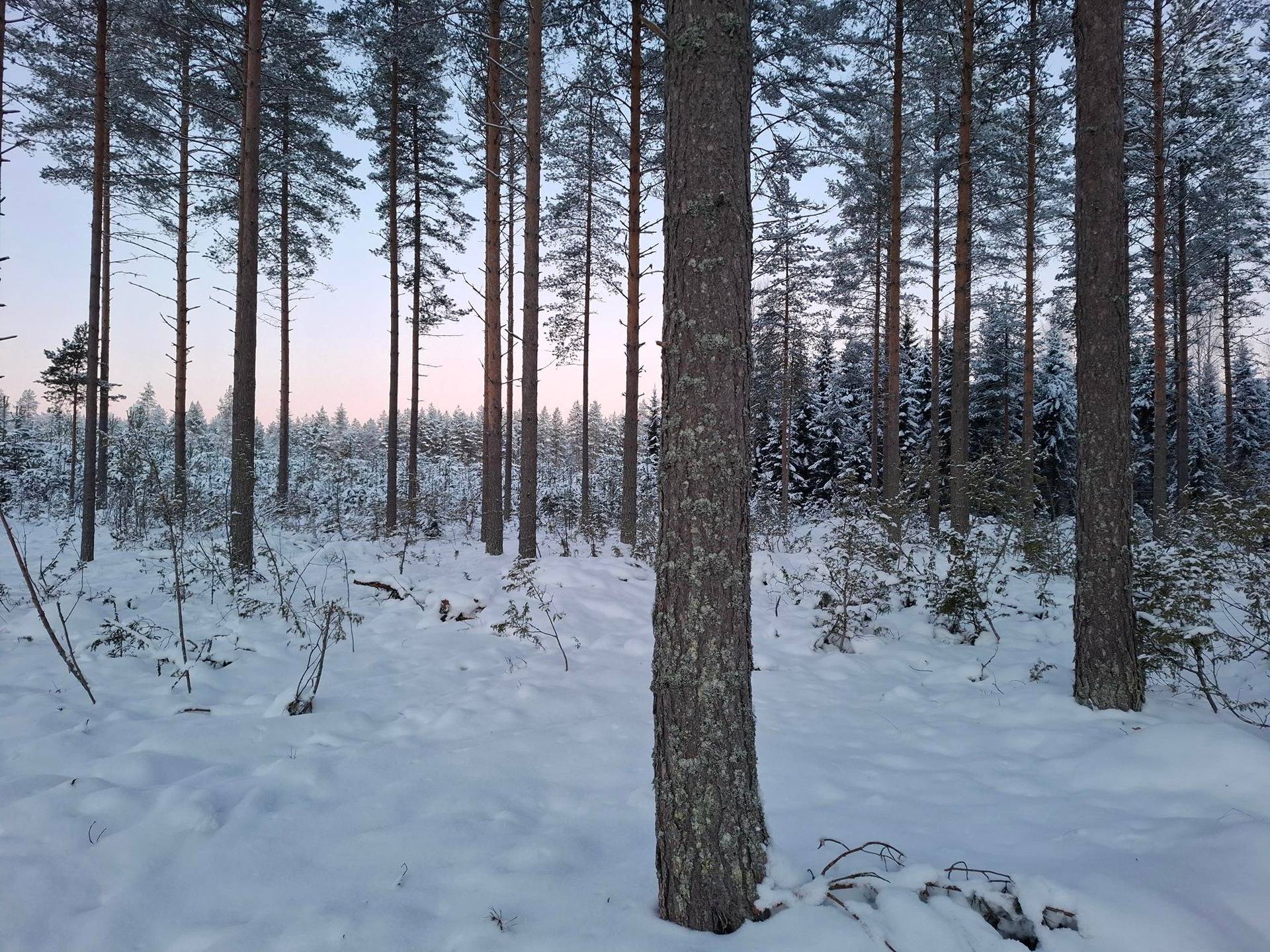 METSÄLAMPI 426-410-51-11, Ahonkylä 1