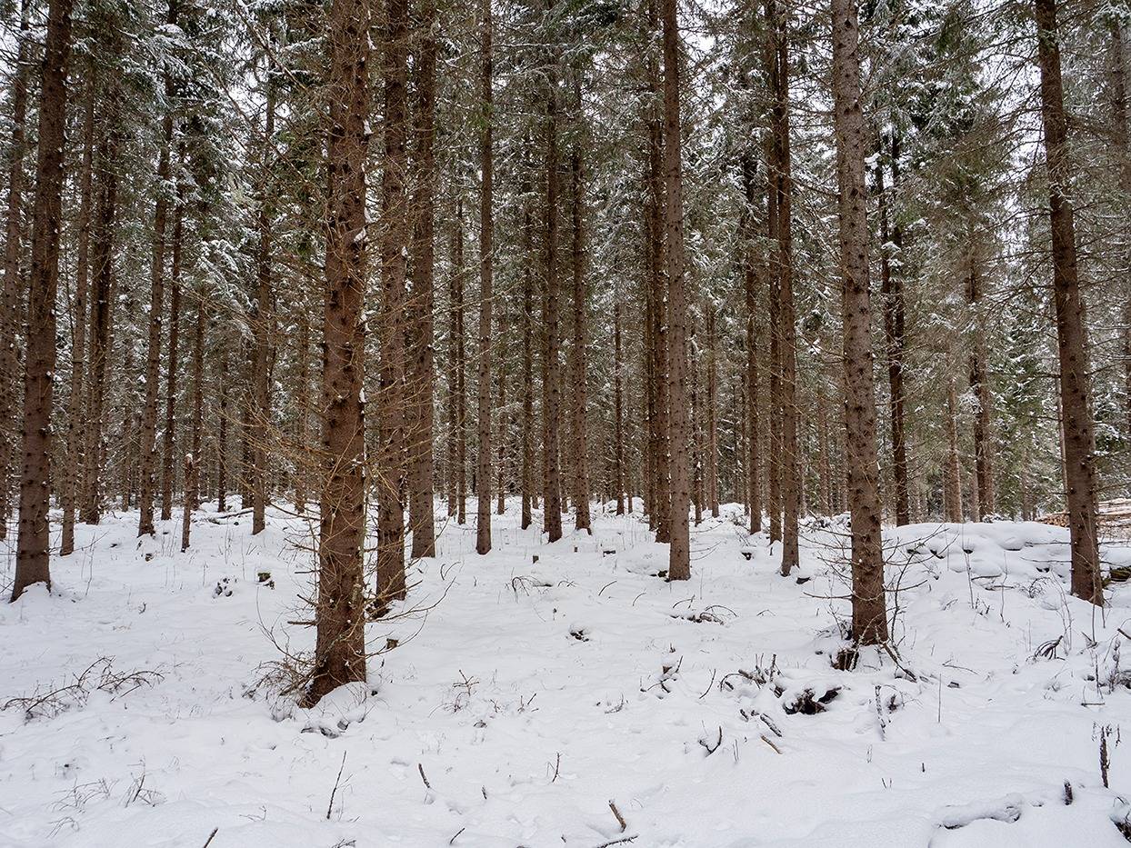 Kansikuva kohteelle Viirala 491-543-4-47