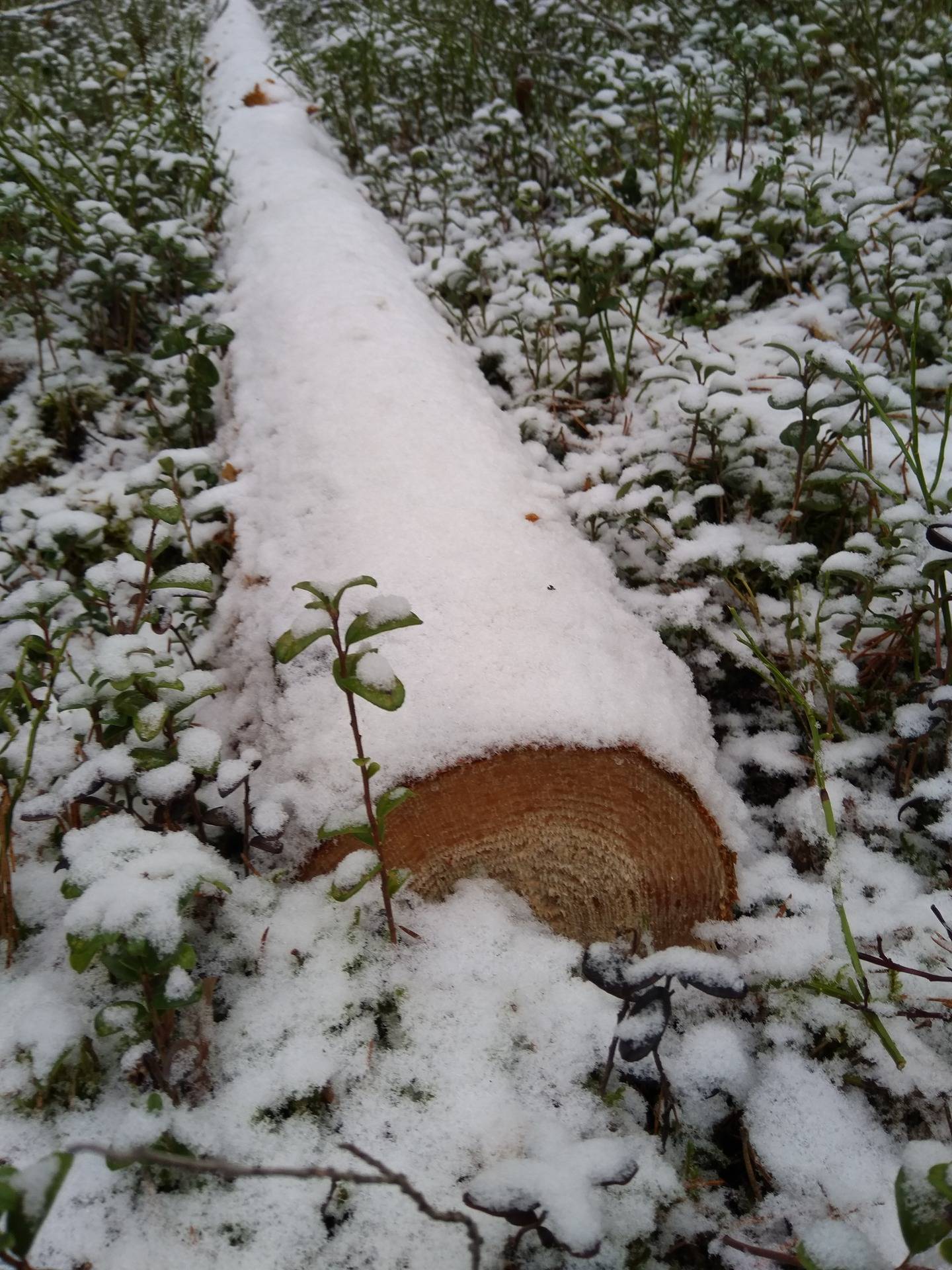 Syd 22:22, Munsala 1