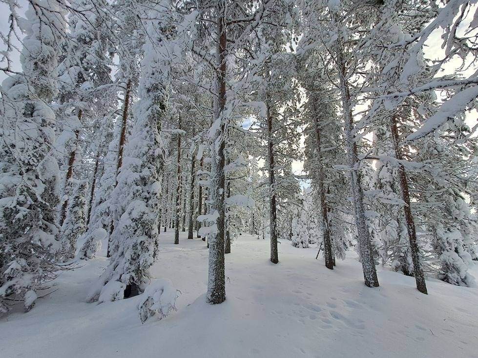 614-409-8-7 Korpela 1