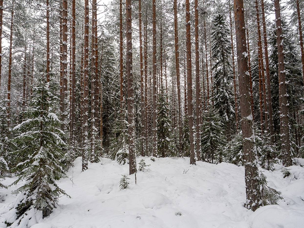 Taka-Penttilä 491-526-1-3 1