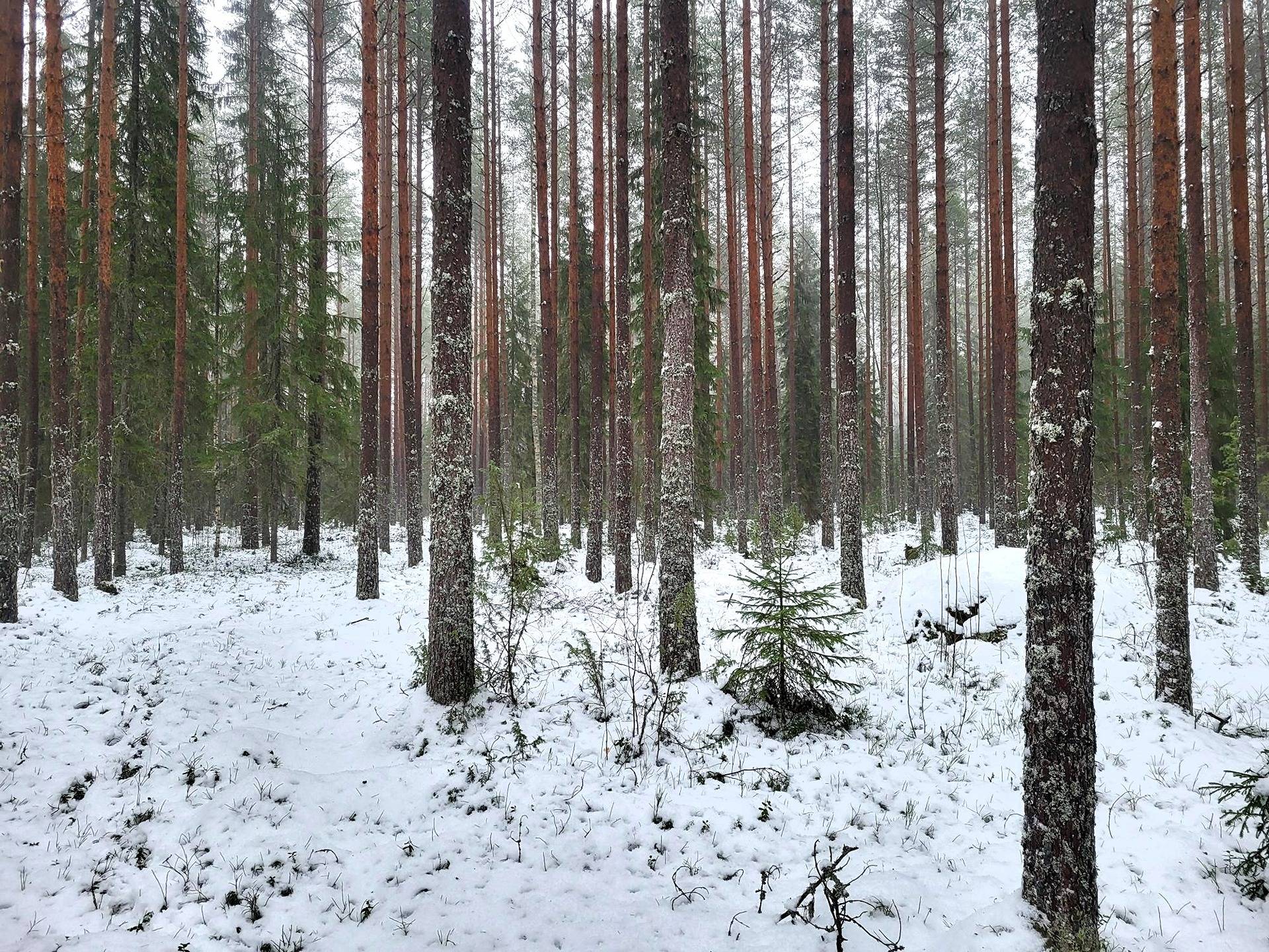 Määräala Herrala 9:2 1