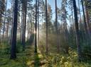 Joroisten yhteismetsän osuus 0,018664 / 1,009439, Kapeaselkä (171-405-13-24) 1