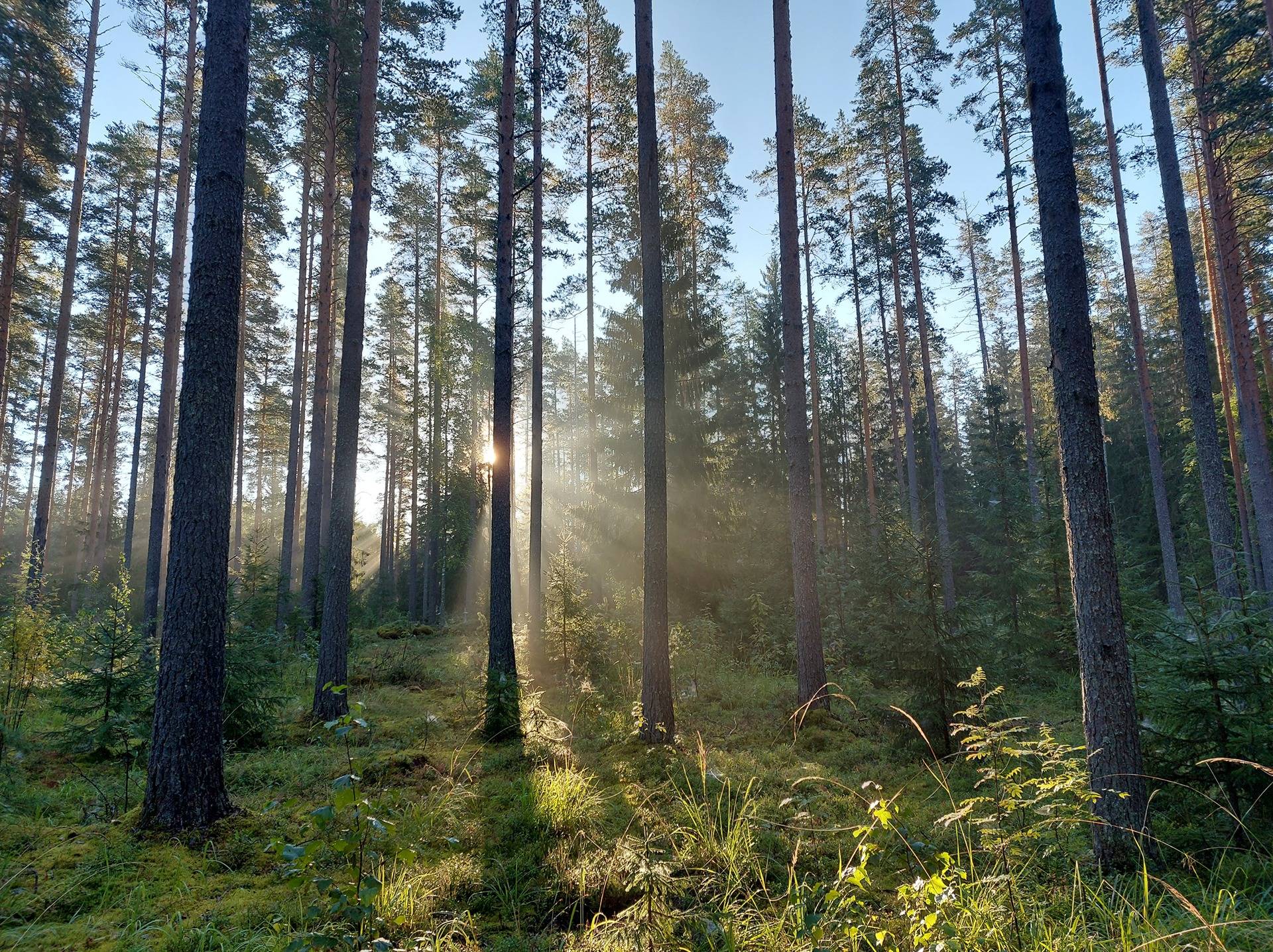 Joroisten yhteismetsän osuus 0,018664 / 1,009439, Kapeaselkä (171-405-13-24) 1