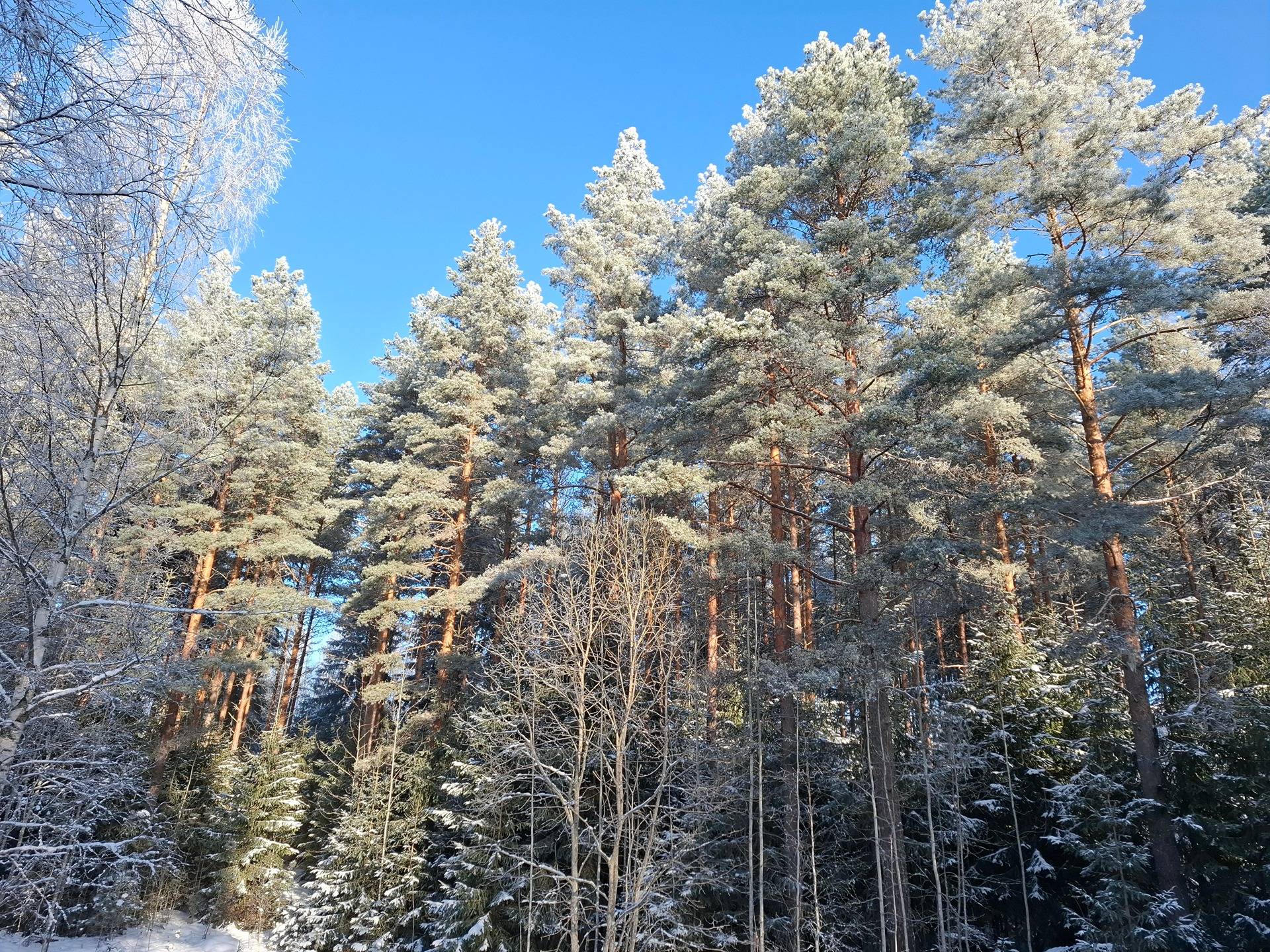 KORKELA 908-422-13-21 1