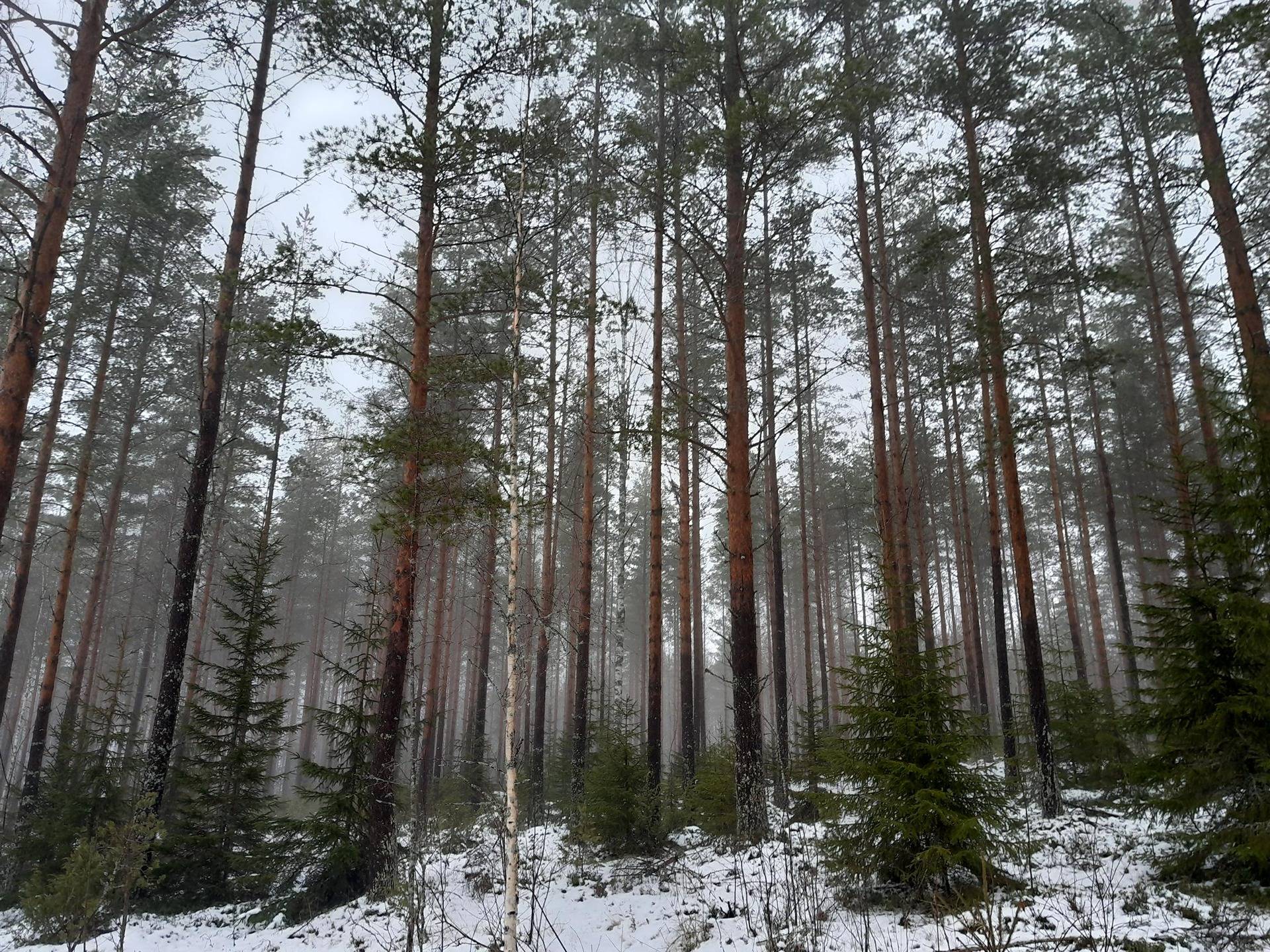 Kivimäki 989-407-3-221 määräala 1