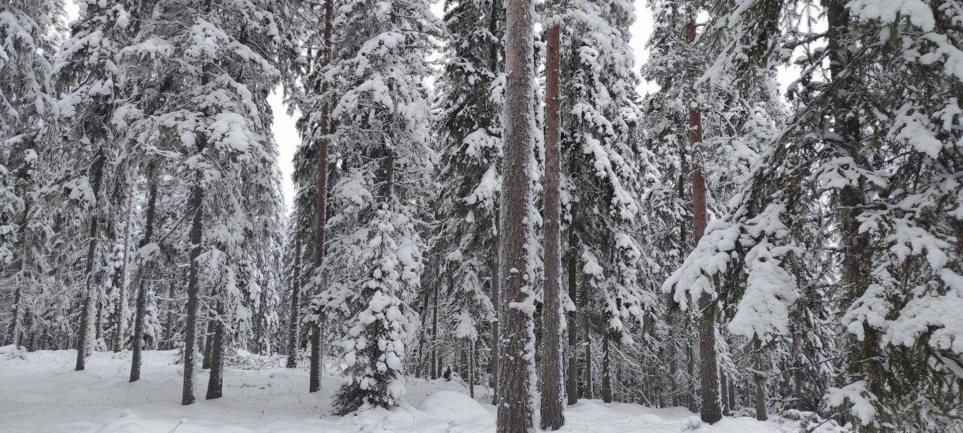 Metsä-Jokela 111-401-3-1 määräala 1