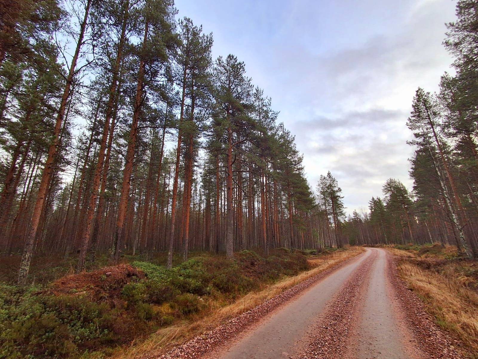 Isomäättä 494-402-16-35 määräala 1