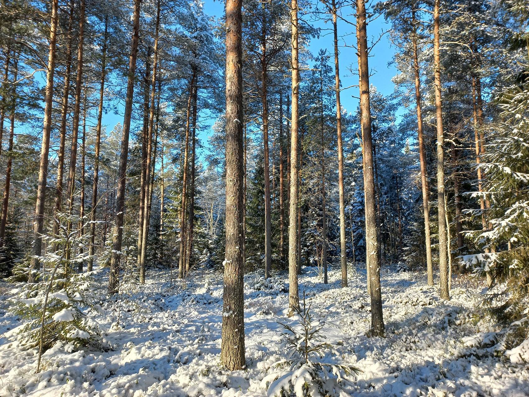 Mäkelä, Luomankylä 1