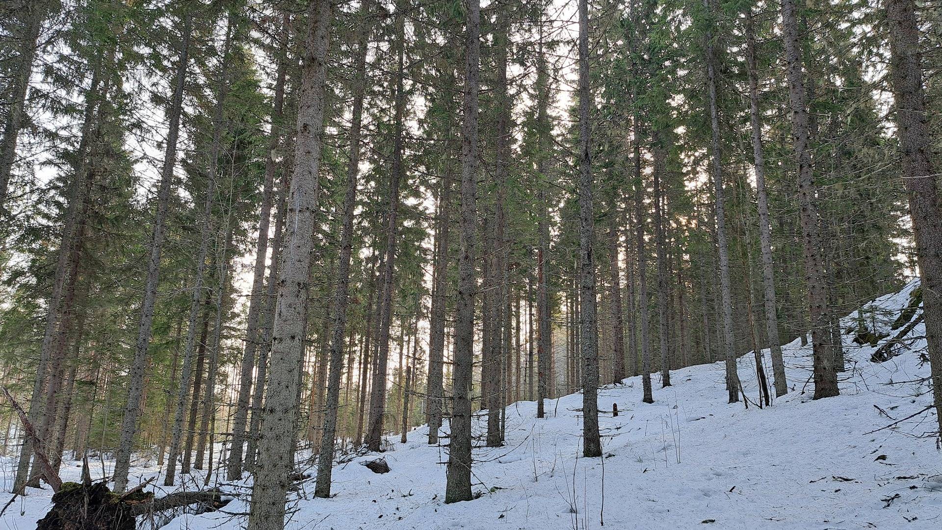 Kalliometsä 740-552-11-31 1