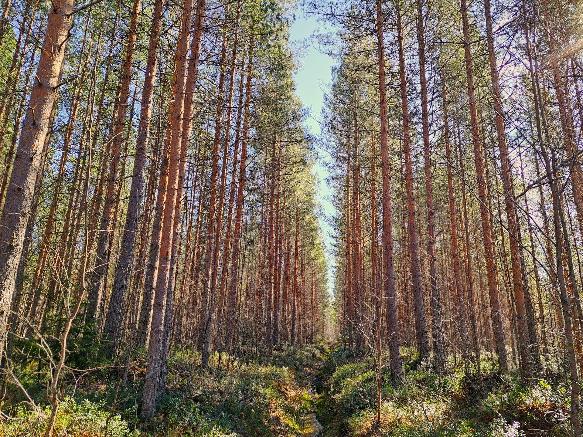 Kauhava Ylihärmä TUOMIKALLIO 14:186 metsätila 11,487 ha 1