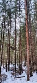 Kaksi metsätilaa Nakkilassa, Kiuru ja Metsäranta 1