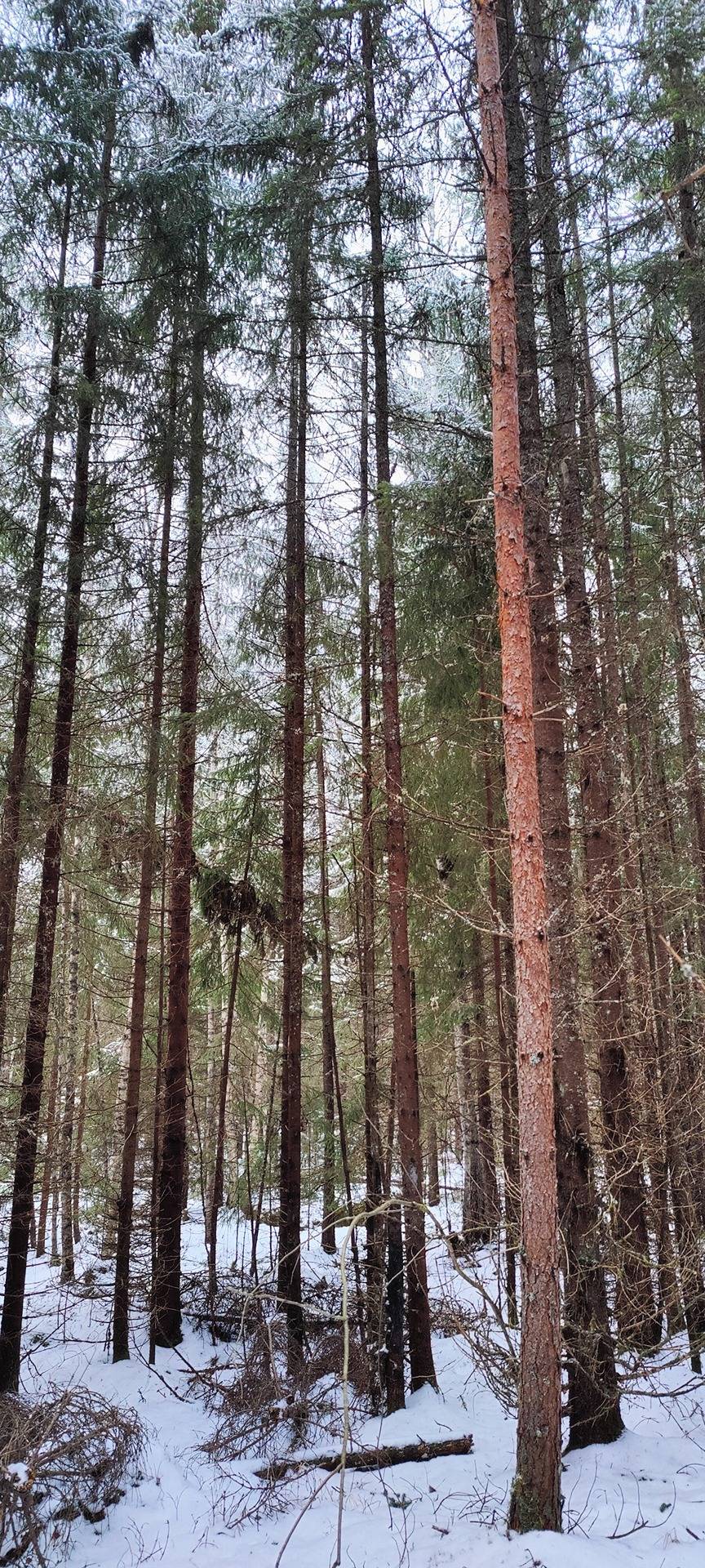 Kaksi metsätilaa Nakkilassa, Kiuru ja Metsäranta 1